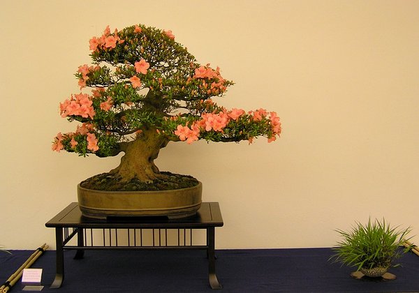 Wakaebisu 1         002.jpg