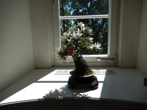 Am Fenster_1