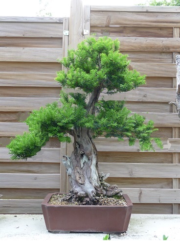 Taxus.jpg