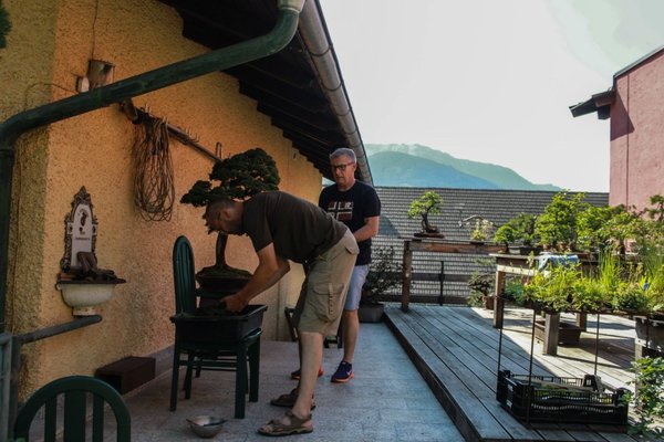 Vorbereitung unserer Bäume bei Herbert im Garten