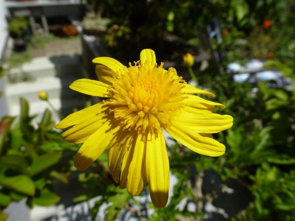 Margerite im Pott