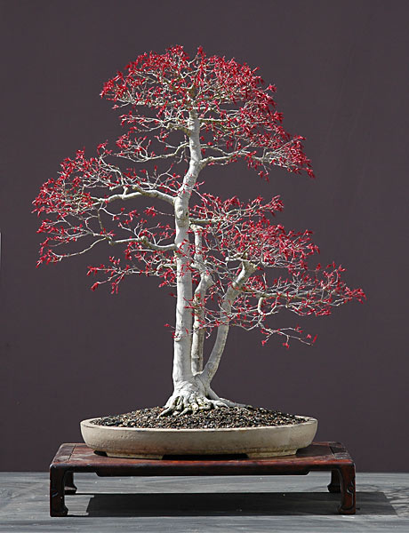 Jap. Fächerahorn, Acer palmatum