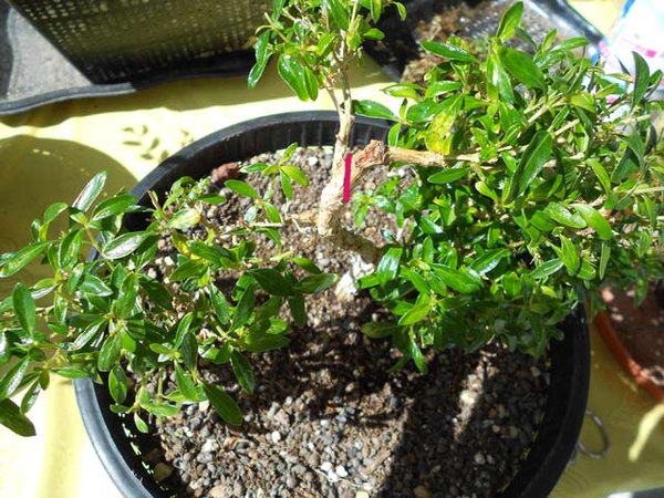 Serissa-vorher.jpg