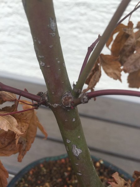 Wenn man genau hinsieht sieht man auf dem Bild 2 neue Knospen die sich langsam öffnen.