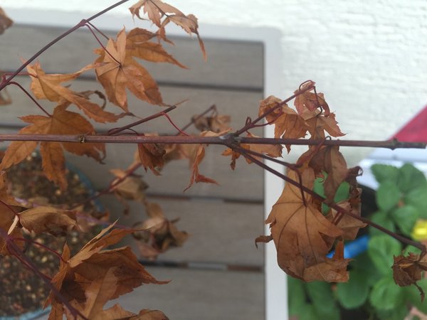 in dem Verlauf des Astes sieht man schon eine veränderung
