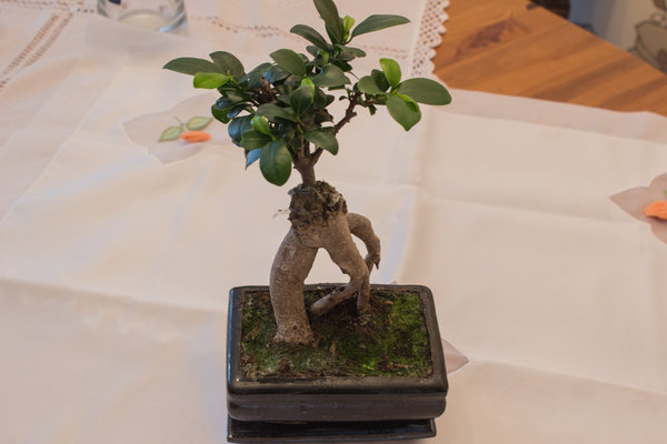 Bonsai.jpg