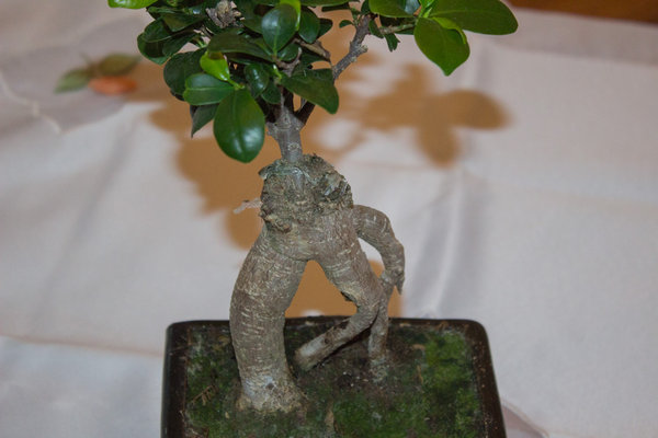 Bonsai-2.jpg