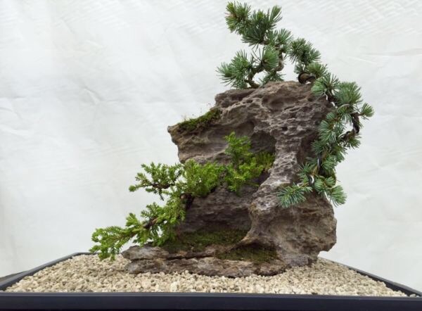 Penjing Atlas Zeder/ Kissenwacholder