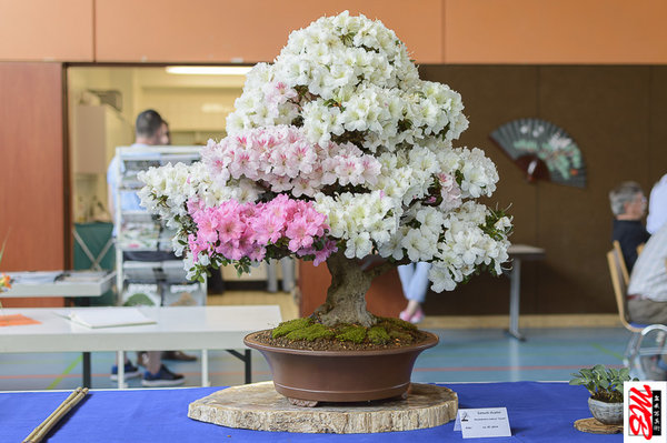 DSC_8219.jpg