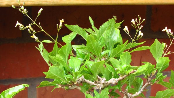 Blüte klein.jpg