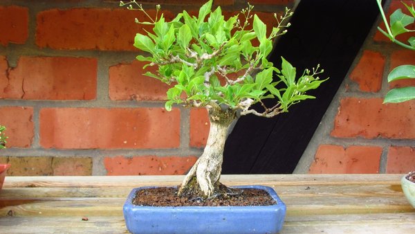 Ganzer Baum in Blüte.jpg