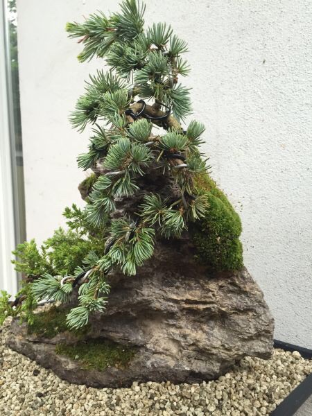 Penjing rechts