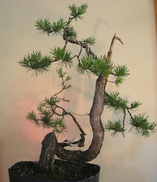 pinus15a.JPG