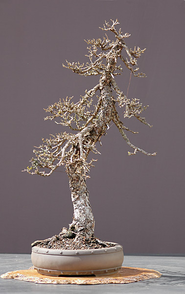 Dsc_3434v.jpg