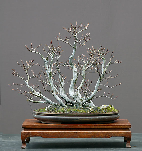 Rotbuchenflossform