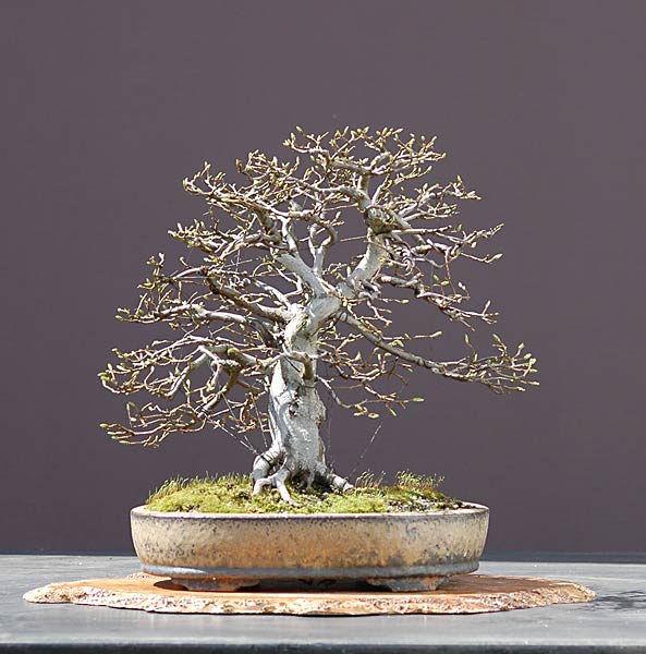 ganz andere Hainbuche, Carpinus betulus