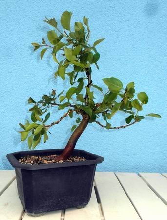 108wildbirne6-15gedrahtet.jpg