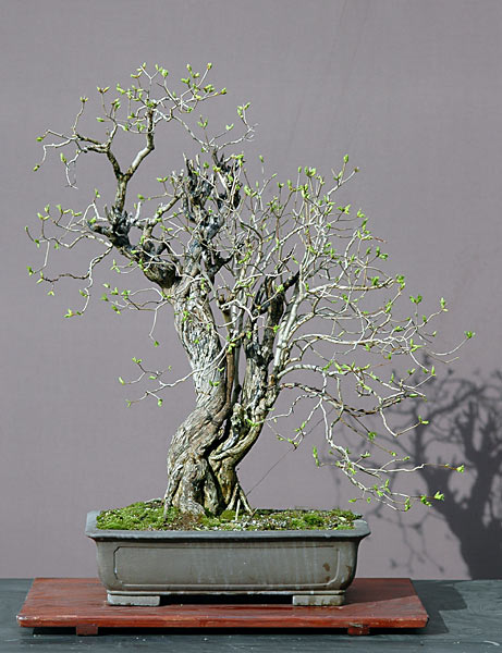 Gartenflieder, Syringa vulgaris