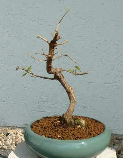 Solanum1.jpg