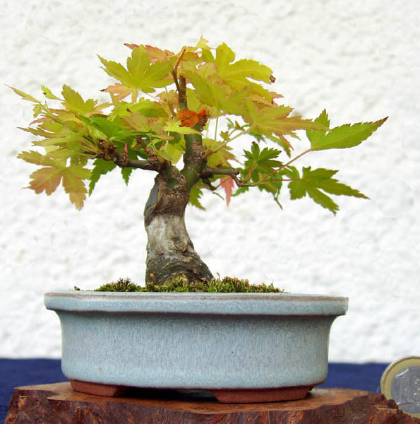 Juni 2015<br />mit Schale 12 cm hoch, ohne Schale 9 cm