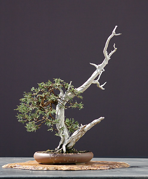 Rocky Mountain Wacholder, Juniperus scopulorum