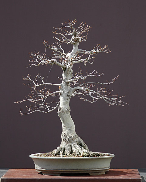 Kerbbuche, Fagus crenata