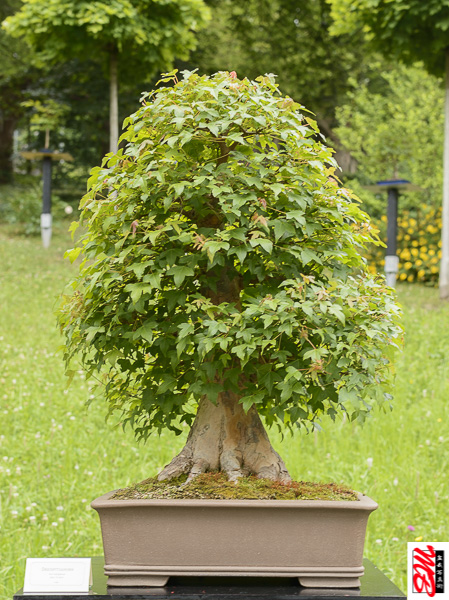 DSC_8317.jpg