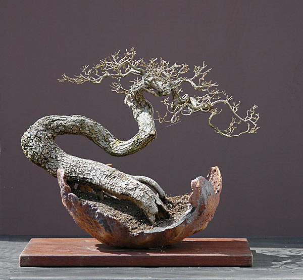 Zerreiche, Quercus cerris