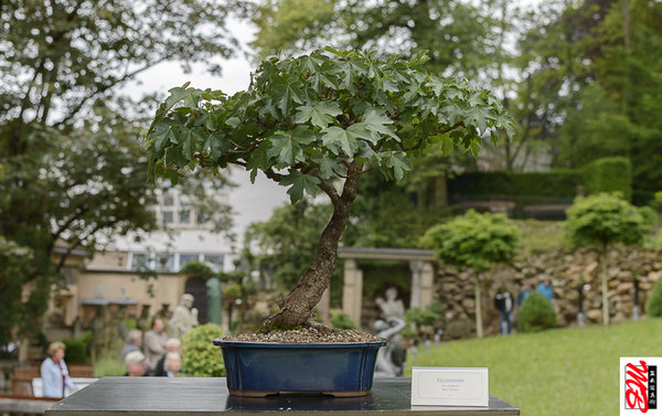 DSC_8321.jpg