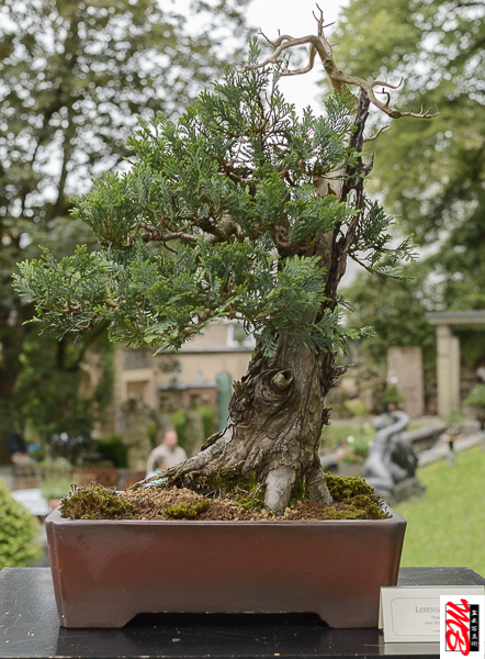 DSC_8323.jpg