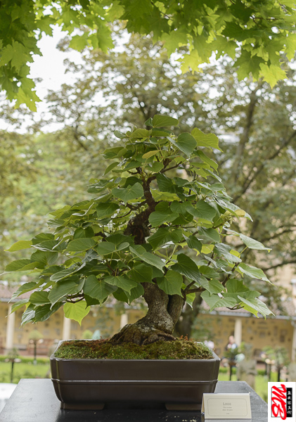 DSC_8334.jpg