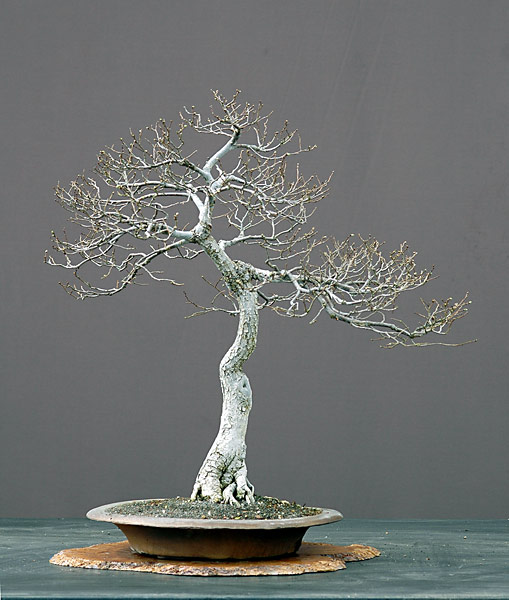 Feldulme, Ulmus campestre