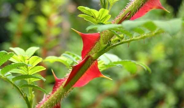 Stacheldrahtrose