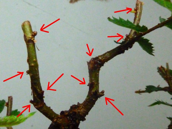 Knospen.jpg