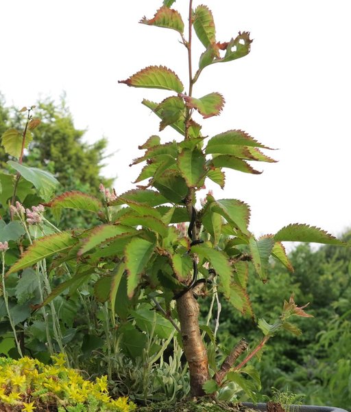 2015-06-25-a_.jpg