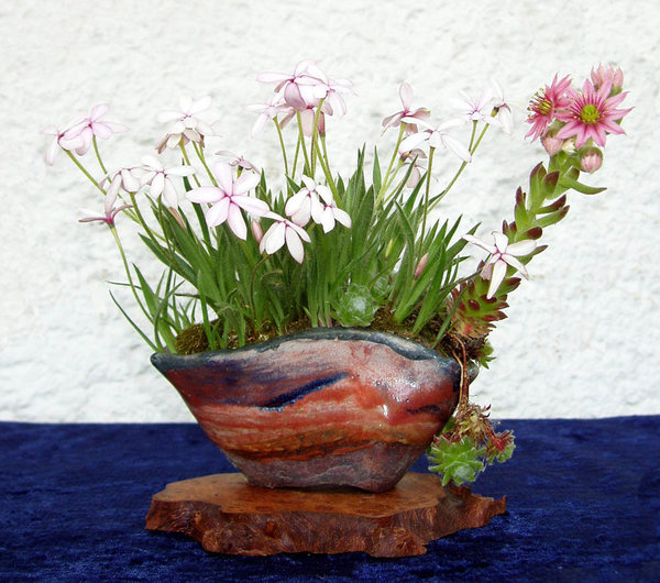 Grassternchen Rhodohypoxis 'Appelblossom' mit Spinnwebhauswurz<br />Schale Erin