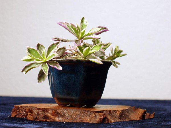 Gänsekresse Arabis ferdinandi-coburgi 'Variegata', mit Schale 8 cm hoch<br />Schale Industrieschale