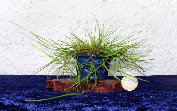 ein kleines Gras<br />Schale Industrieschale