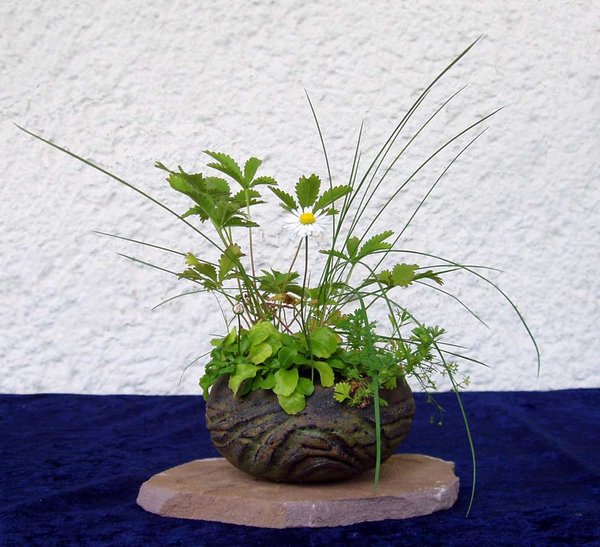 Gänseblümchen, Fingerkraut, Gras und noch nicht bestimmte Minikräutlein;<br />das Schöllkraut ist schon eingezogen<br />Schale Carlos Hebeisen Takahama