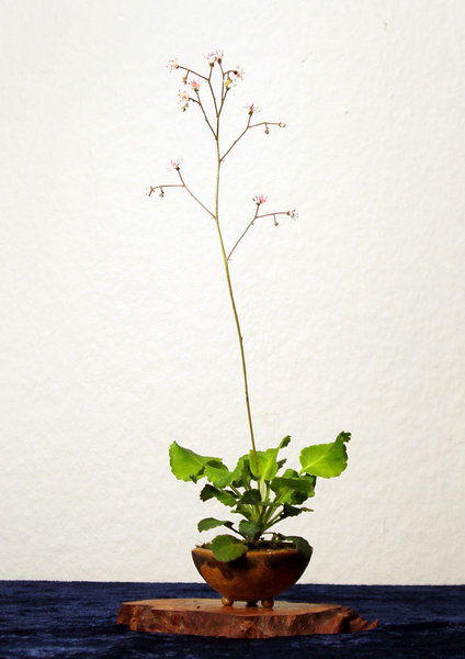 Porzellanblümchen Saxifraga × urbium, mit Schale 29 cm hoch<br />BFF 2014-Spenden-Schälchen
