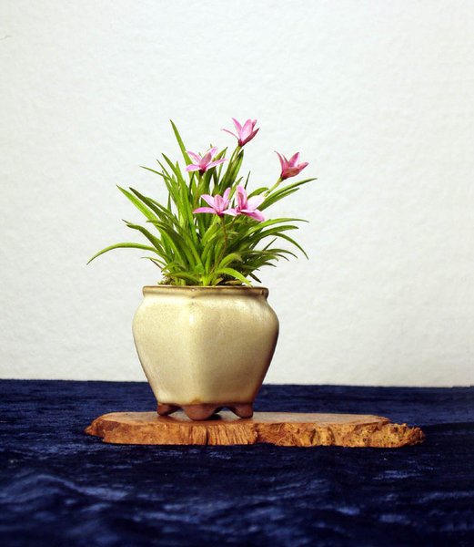 Grassternchen Rhodohypoxis<br />Schale Industrieschale