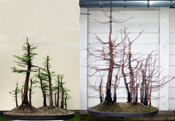 Zuwachs in einer Wachstumsperiode: der Wald im April und Dezember 2014
