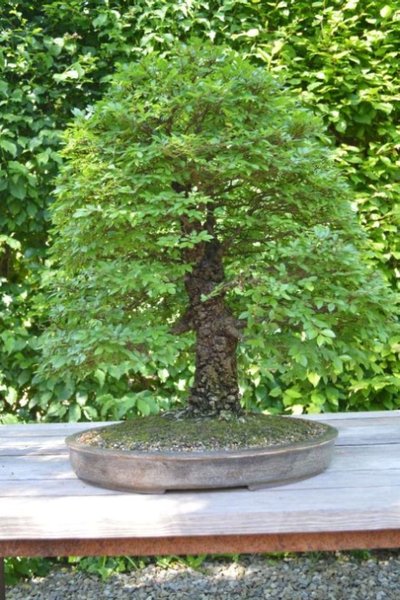 J.Staeheli Zelkova serrata nire I.jpg