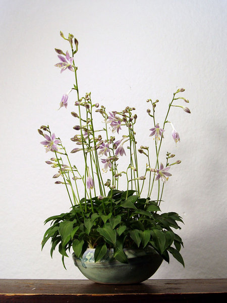 H. venusta 'Porter'<br />Schale HH