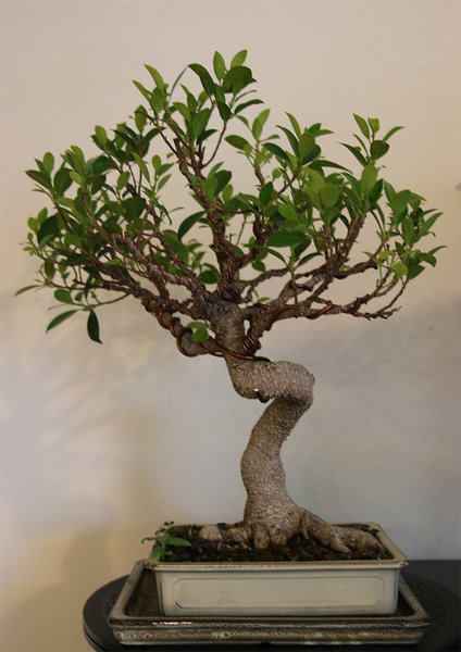 ficus0.jpg