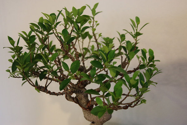 ficus1.jpg