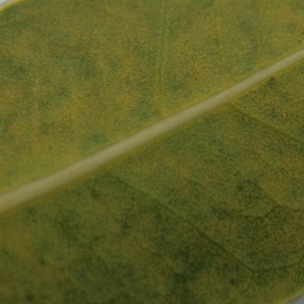 ficus4.jpg