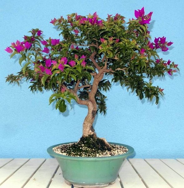 77bougainvillea7-15-5fo.jpg