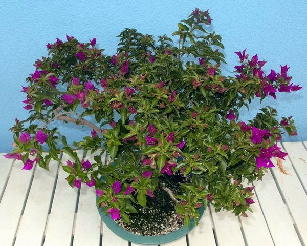 77bougainvillea7-15-6blueten-fo.jpg