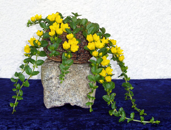Pfennigkraut Lysimachia nummularia in Blüte